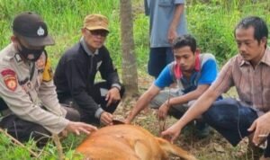 sapi di batanghari yang dimangsa harimau