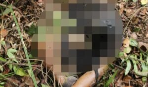 warga diterkam harimau di kumpeh ilir