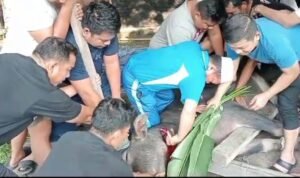 al haris potong sapi kurban