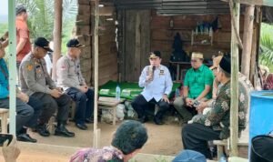 al haris panen cabai di tidar karanji