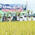 al haris panen padi di bungo