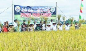 al haris panen padi di bungo