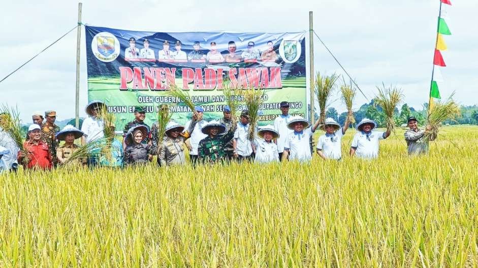 al haris panen padi di bungo