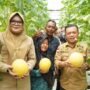 Gubernur Jambi, Al Haris bersama Bupati Tanjabtimur Dillah Hich saat panen perdana melon premium di Screen House Modern Holtikuktura