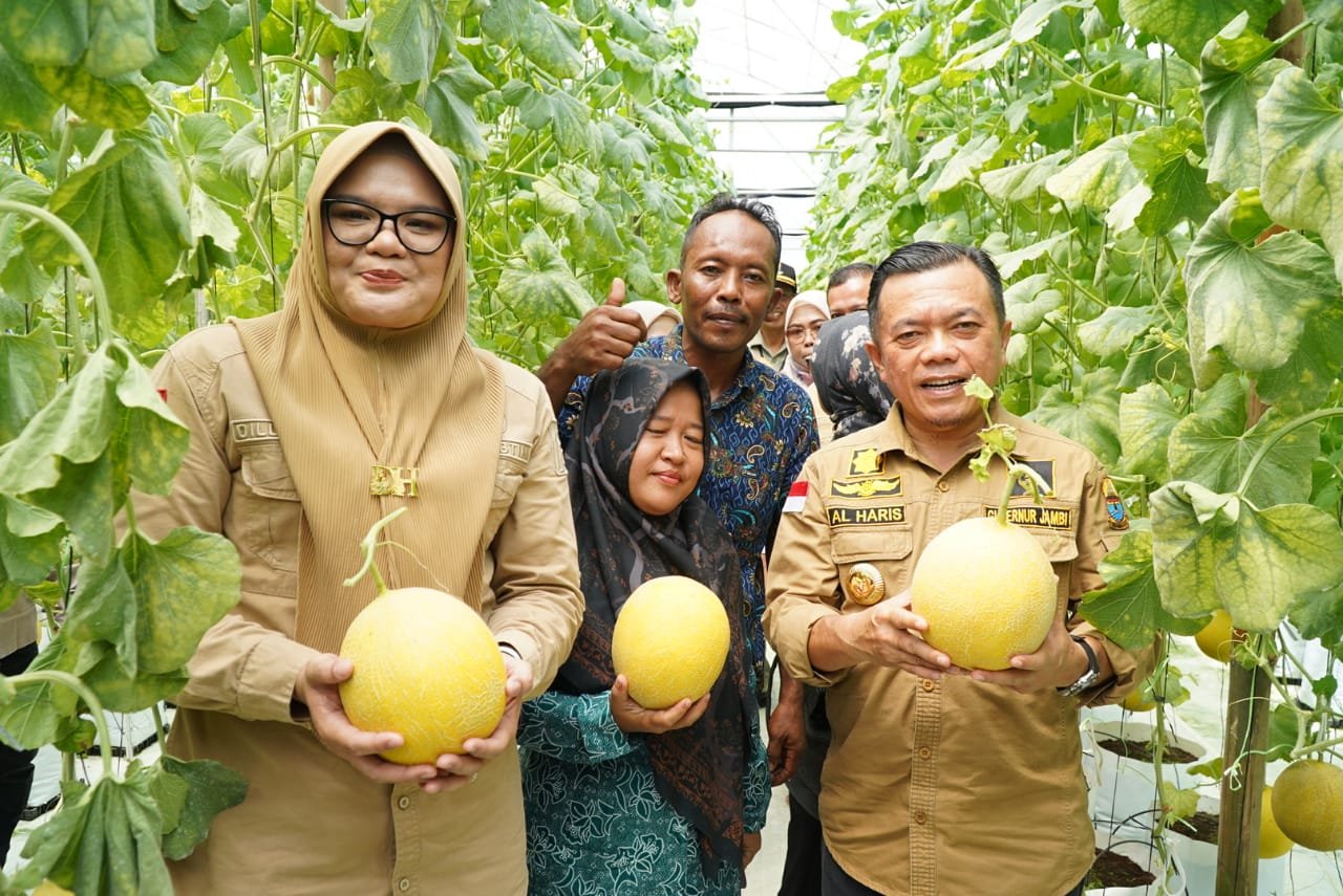 Gubernur Jambi, Al Haris bersama Bupati Tanjabtimur Dillah Hich saat panen perdana melon premium di Screen House Modern Holtikuktura