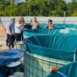 Penebaran benih ikan nila yang ditempatkan pada 16 kolam bioflok di Desa Kasang Lopak Alai