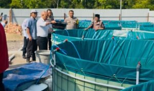 Penebaran benih ikan nila yang ditempatkan pada 16 kolam bioflok di Desa Kasang Lopak Alai
