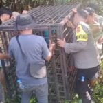 Petugas menyiapkan perangkap di lokasi serangan beruang di kebun karet Petugas menyiapkan perangkap di lokasi serangan beruang di kebun karet