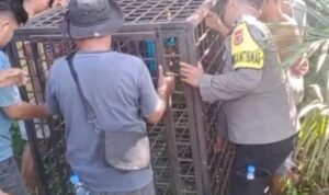 Petugas menyiapkan perangkap di lokasi serangan beruang di kebun karet Petugas menyiapkan perangkap di lokasi serangan beruang di kebun karet