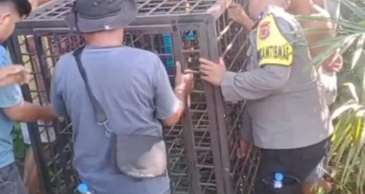 Petugas menyiapkan perangkap di lokasi serangan beruang di kebun karet Petugas menyiapkan perangkap di lokasi serangan beruang di kebun karet