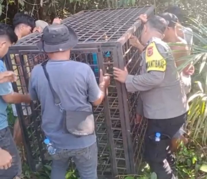 Petugas menyiapkan perangkap di lokasi serangan beruang di kebun karet Petugas menyiapkan perangkap di lokasi serangan beruang di kebun karet