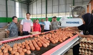 Gubernur Jambi, Al Haris saat meninjau produksi telur PT Berkat Telur Sejahtera di Desa Ibru, Kecamatan Mestong, Kabupaten Muaro Jambi Gubernur Jambi, Al Haris saat meninjau produksi telur PT Berkat Telur Sejahtera di Desa Ibru, Kecamatan Mestong, Kabupaten Muaro Jambi