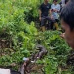Bangkai ular piton yang dibunuh usai melilit warga hingga tewas