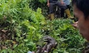 Bangkai ular piton yang dibunuh usai melilit warga hingga tewas