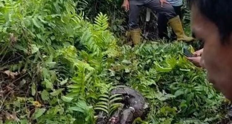 Bangkai ular piton yang dibunuh usai melilit warga hingga tewas