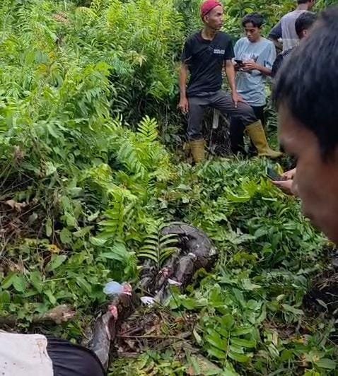 Bangkai ular piton yang dibunuh usai melilit warga hingga tewas