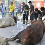 pemkot jambi sembelih hewan kurban Pemkot Jambi Sembelih 187 Hewan Kurban
