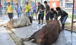 Pemkot Jambi Sembelih 187 Hewan Kurban