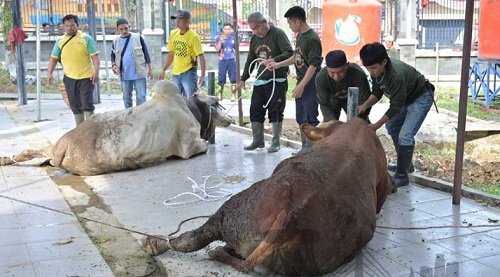 Pemkot Jambi Sembelih 187 Hewan Kurban